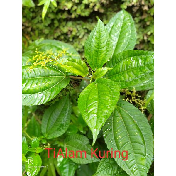 

lalapan daun pohpohan segar langsung petik 100gr