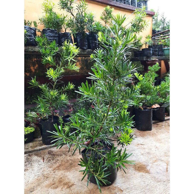 Bahan Bonsai Lohansung kapsul dewasa / usia 3 tahun