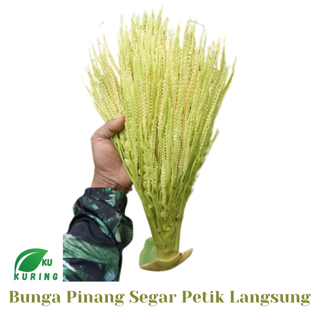 

Bunga Pinang Segar 250 Gram Murah - Kembang Jambe - Kembang Pinang