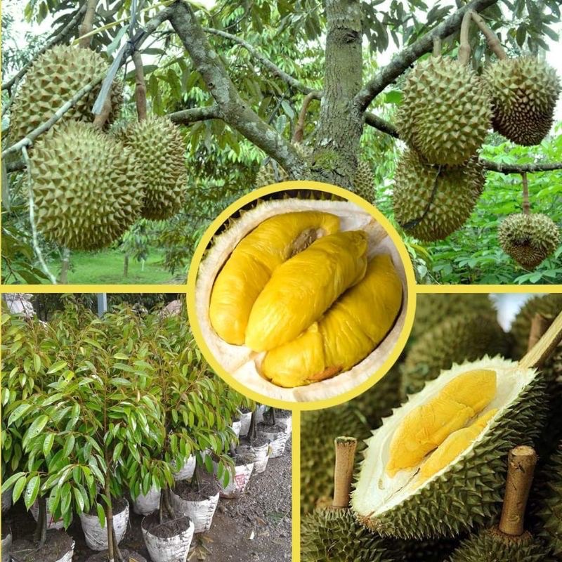 Bibit Pohon Durian Musang King Kaki Tiga Kondisi Siap Berbuah
