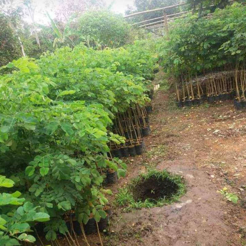 bibit trembesi