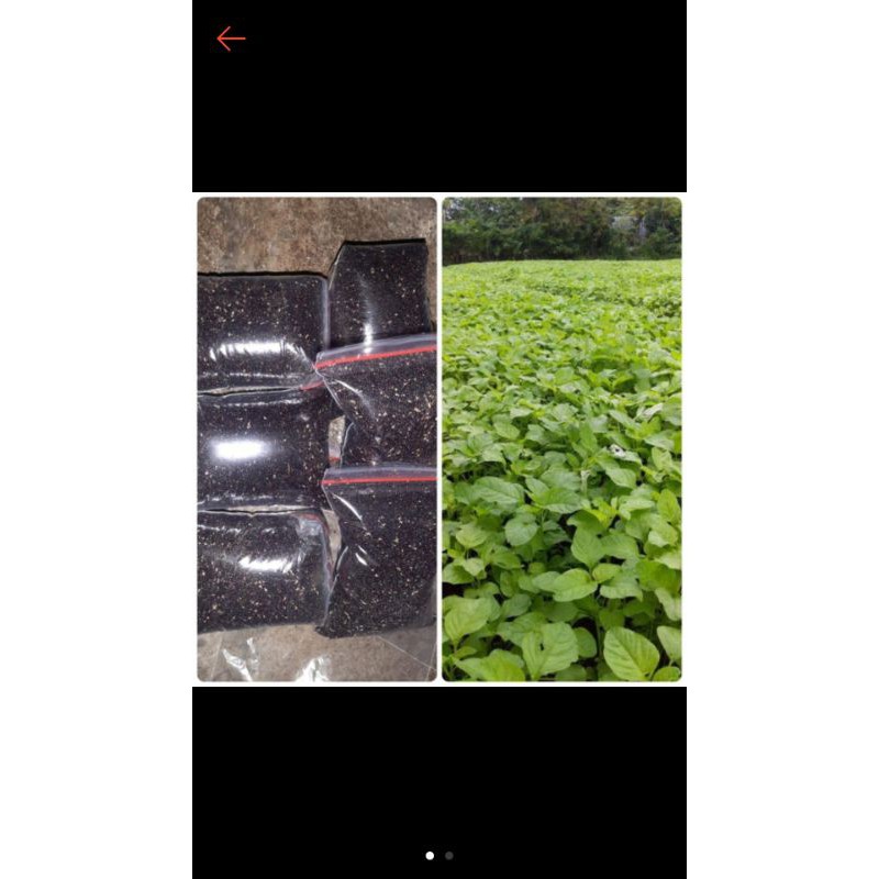 biji bayam hijau dan bayam merah 1 kg