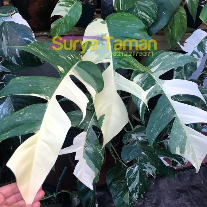 Bibit Monstera Epipremnum Variegata - Monstera Variegata Kode 397