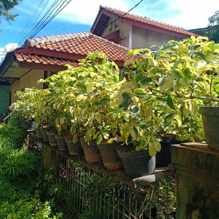 Tanaman Walisongo Tinggi 40 cm