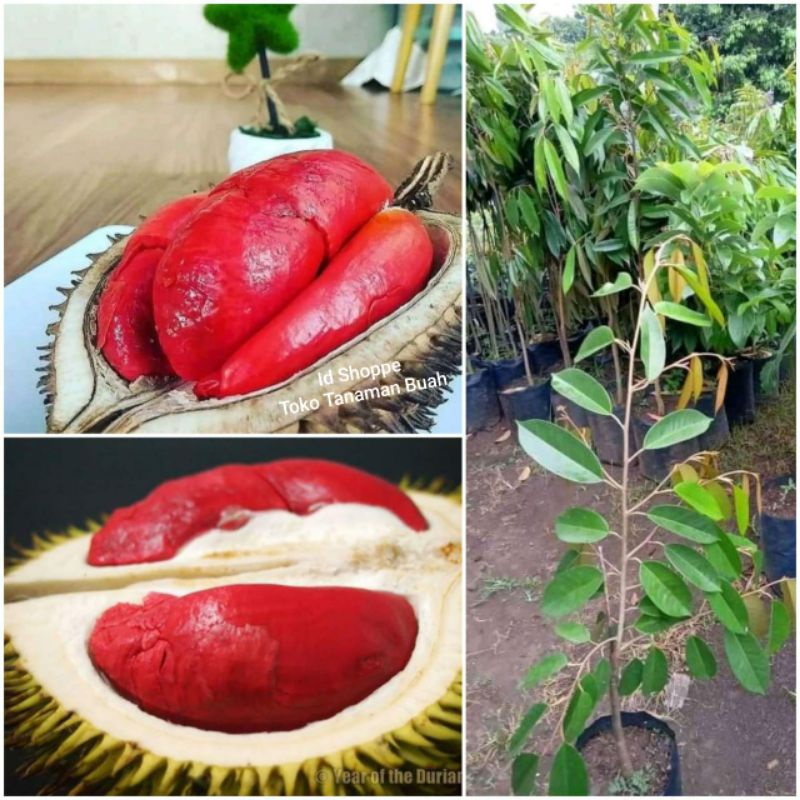 Bibit Durian Merah