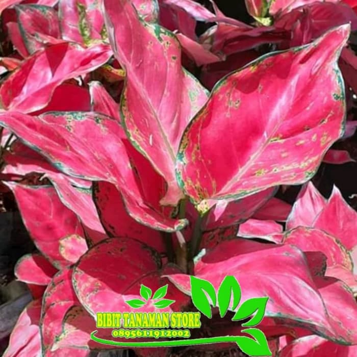 tanaman hias aglonema red anjamani - red heart