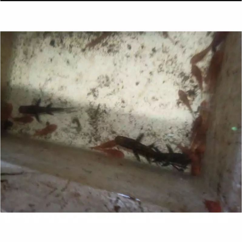 ikan tiger catfish besar