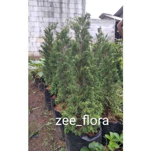 Pohon Cemara Tretes tinggi 1 meter, tanaman hidup