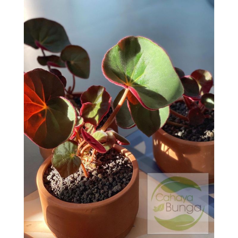 Tanaman Hias Begonia Red Carpet - Begonia Karpet