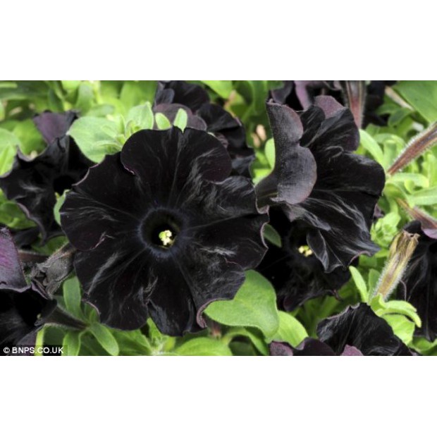 Biji Bunga Petunia Black - Bibit Tanaman Bunga Petunia Hitam - Bunga Petunia Black - COD
