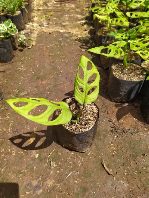 Tanaman Monstera Obliqua Janda Bolong Shopee Indonesia