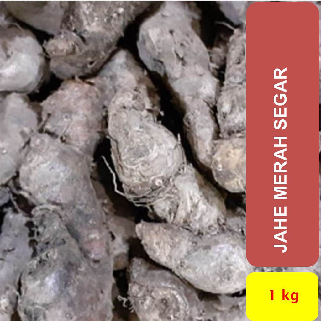 

Jahe Merah Segar 1000 gram