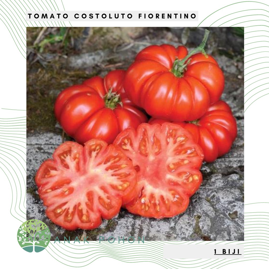 Benih Bibit Biji - Tomato Costoluto Fiorentino (Beefsteak Tomato) Seeds - IMPORT