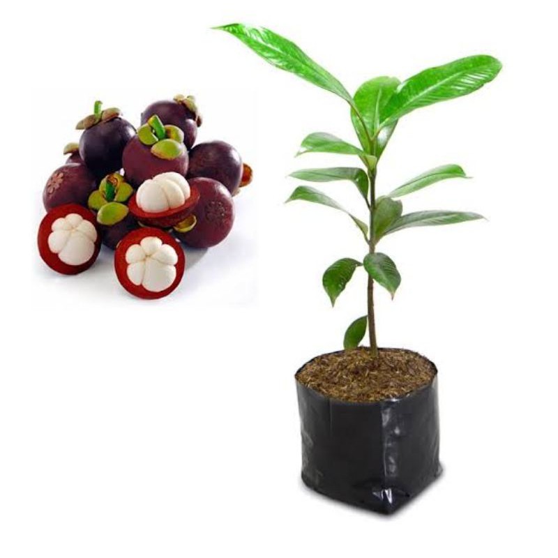 bibit pohon manggis mini mudah berbuah