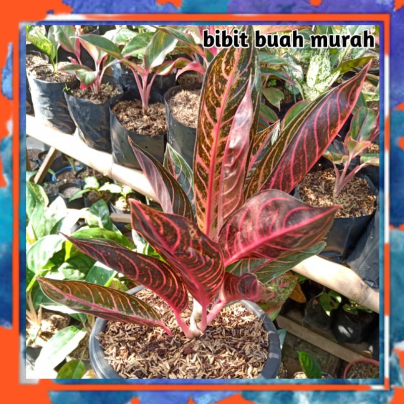 aglonema red sumatera jumbo daun 11