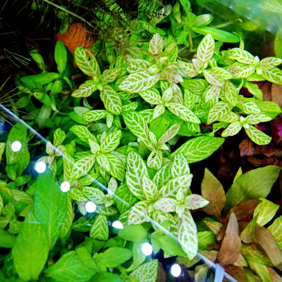 POLYSPERMA SUNSET TANAMAN AQUASCAPE AQUARIUM