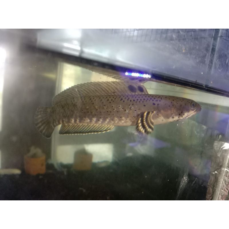 Channa Blue Pulchra 12cm