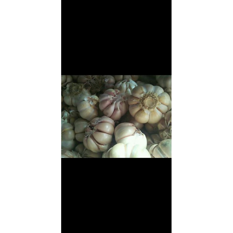 

bawang putih tunggal 1kg