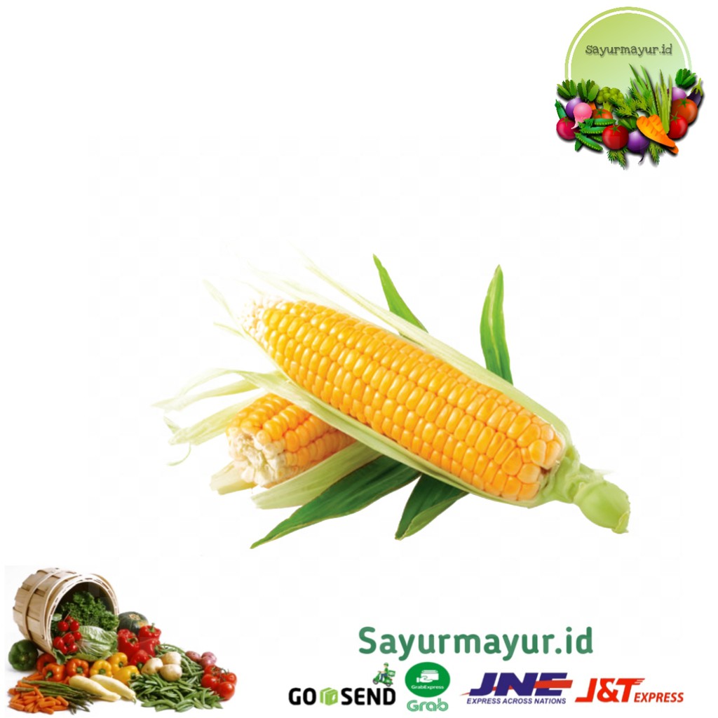 

JAGUNG SAYURAN SATUAN PER BIJI / BUAH