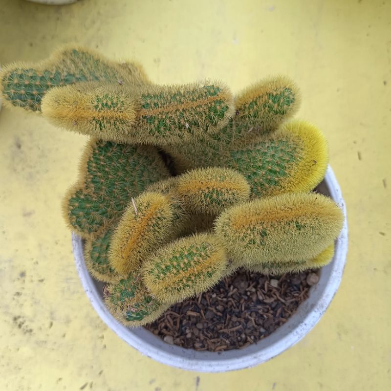 Baymarkeet Tanaman Hias Kaktus Ekortupai Cristata Ownroot