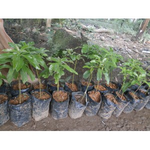 BIBIT ALPUKAT KENDIL JUMBO