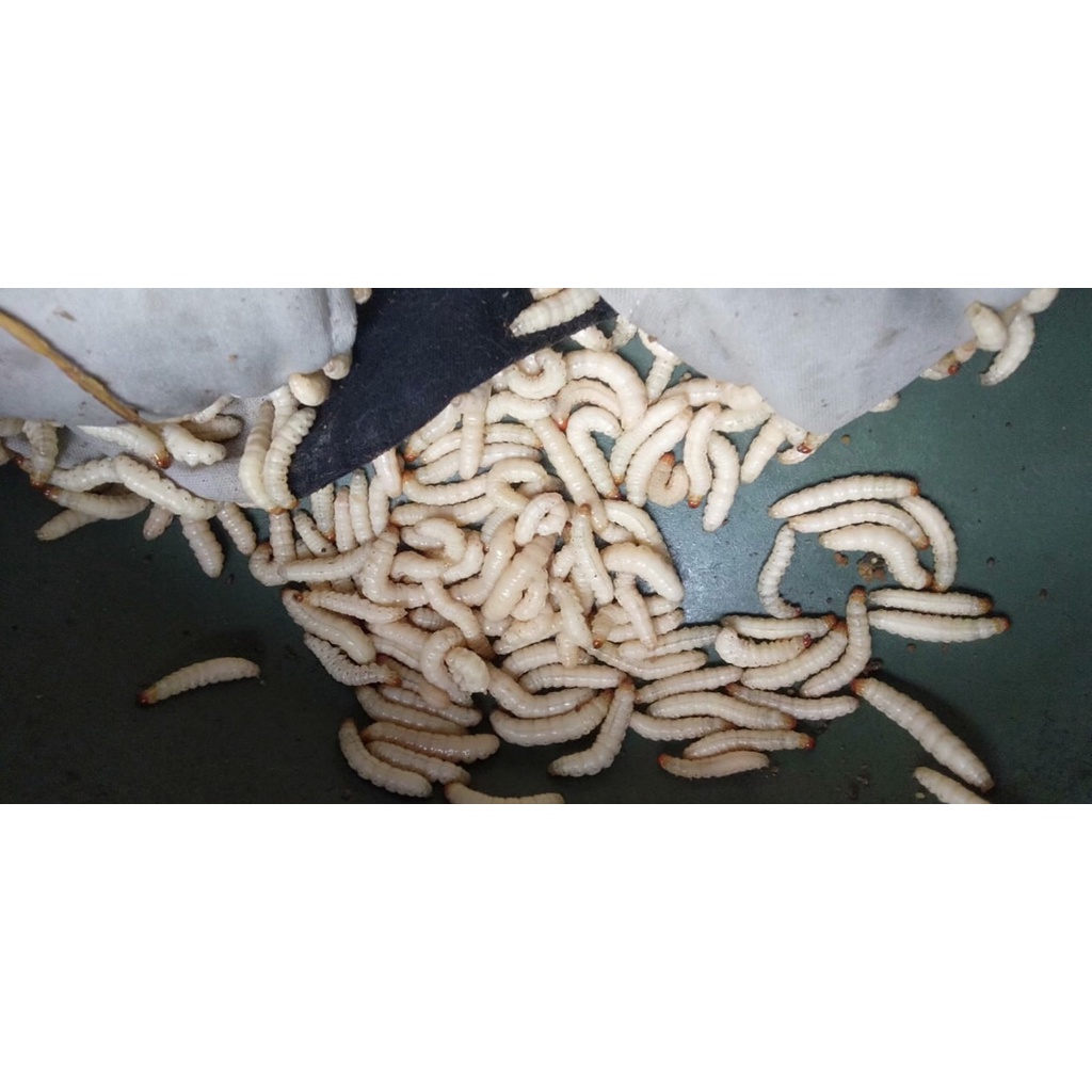 ulat bambu/cangcilung isi 25 ekor