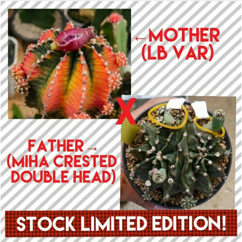 Paket 10pcs biji benih kaktus LB Varigata Orange x Miha Kristata Double Head