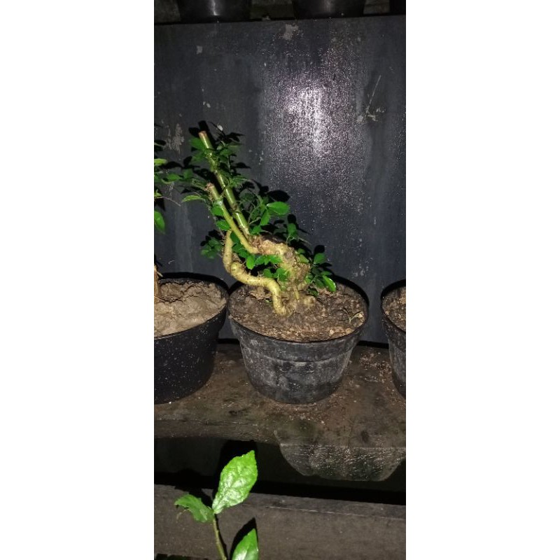 bahan bonsai serut mini tingal meneruskan