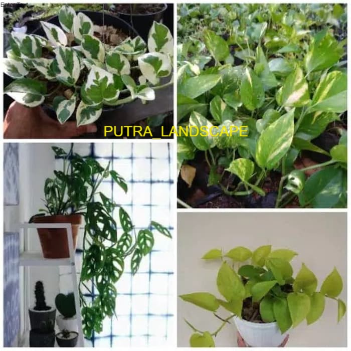 Paket 4 bibit tanaman hias pot gantung-tanaman hias gantung-bibit tanaman