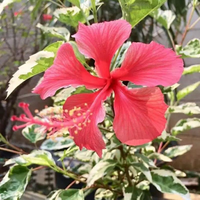 tanaman hias kembang sepatu variegata - pohin kembang sepatu