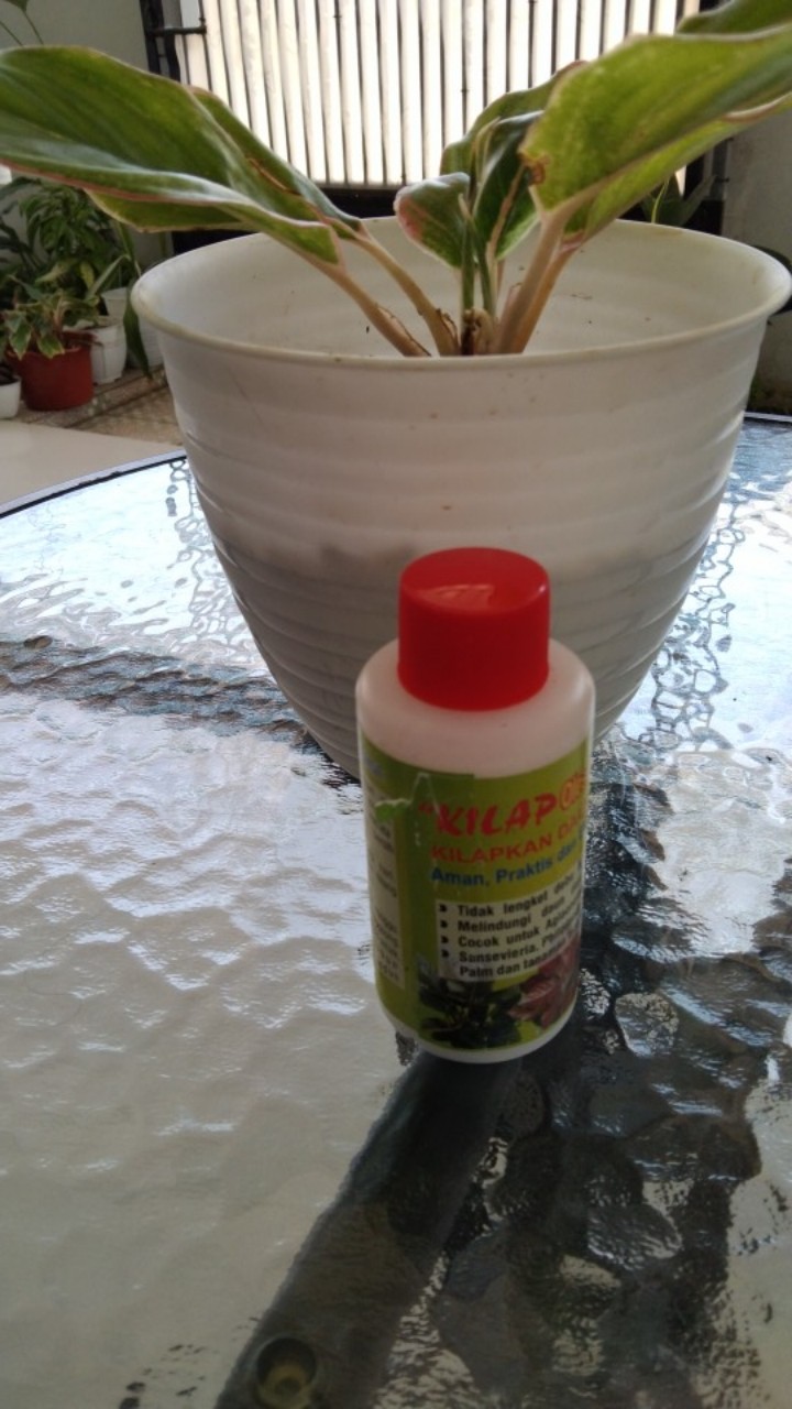 Pengkilap Daun Kilap - Leaf Shine - Kilap Daun