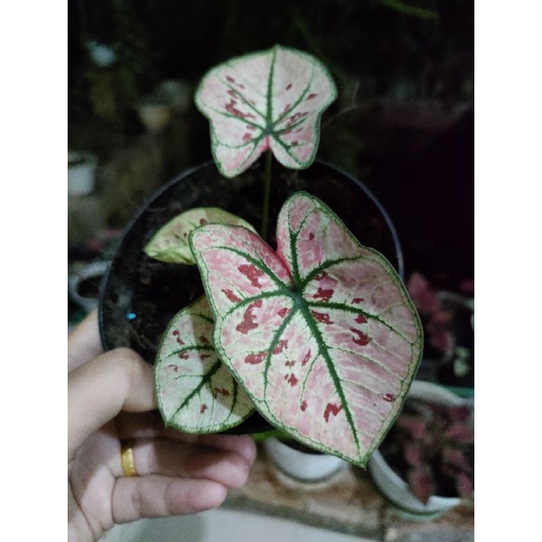 caladium pink guava