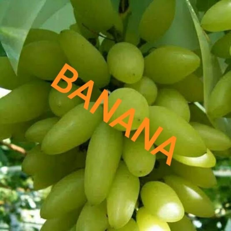 bibit anggur banana