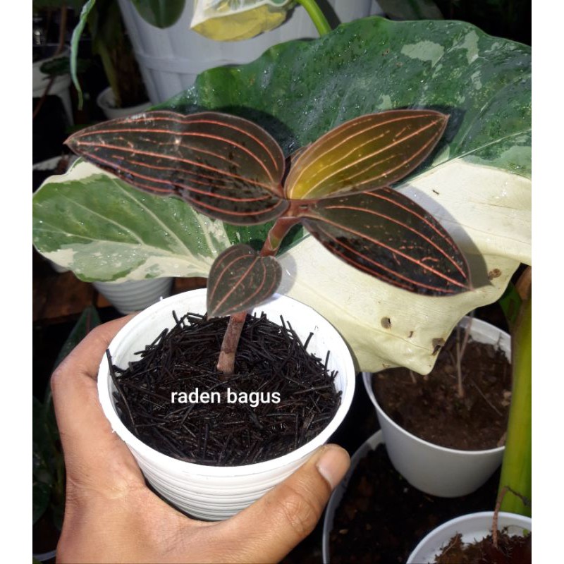 Tanaman Hias Ludisia Discolor