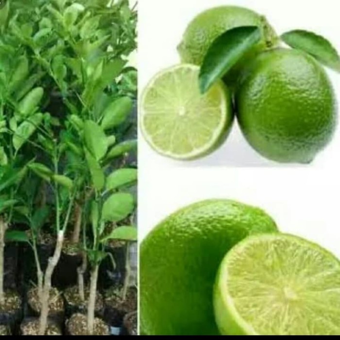 Tanaman jeruk nipis - Bibit Jeruk Nipis Bibit Jeruk Nipis