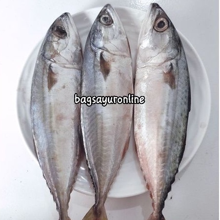 

Ikan Kembung Banjar, Kembung Layang dan Ikan Salem