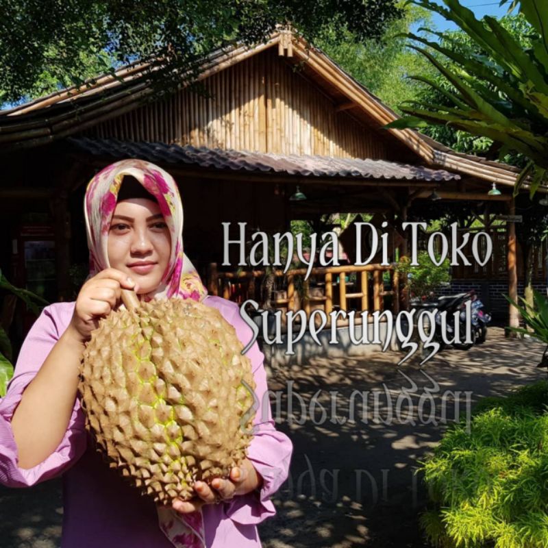 Promo Satu paket Isi 3 Pohon Durian