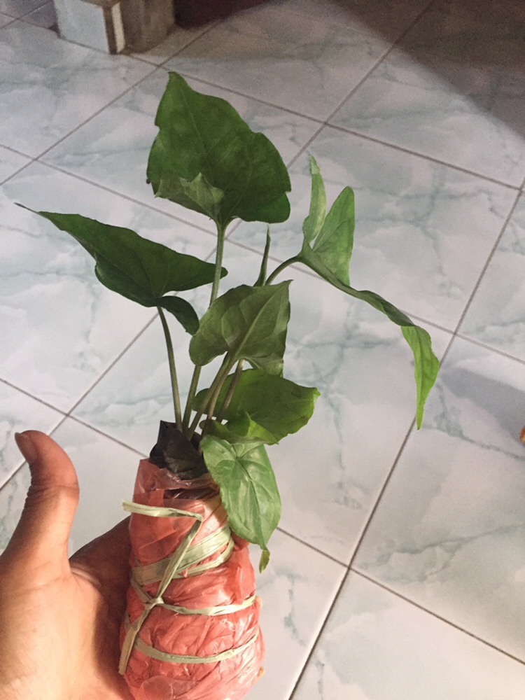 Singonium.. Green Mojito