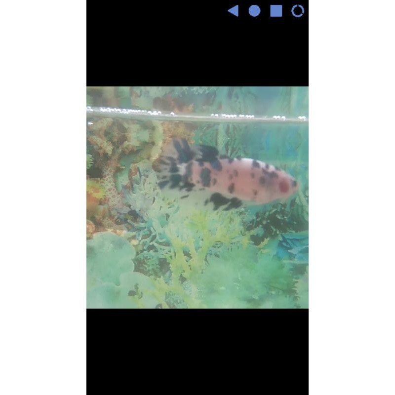 female giant blue dotdot/dalmation