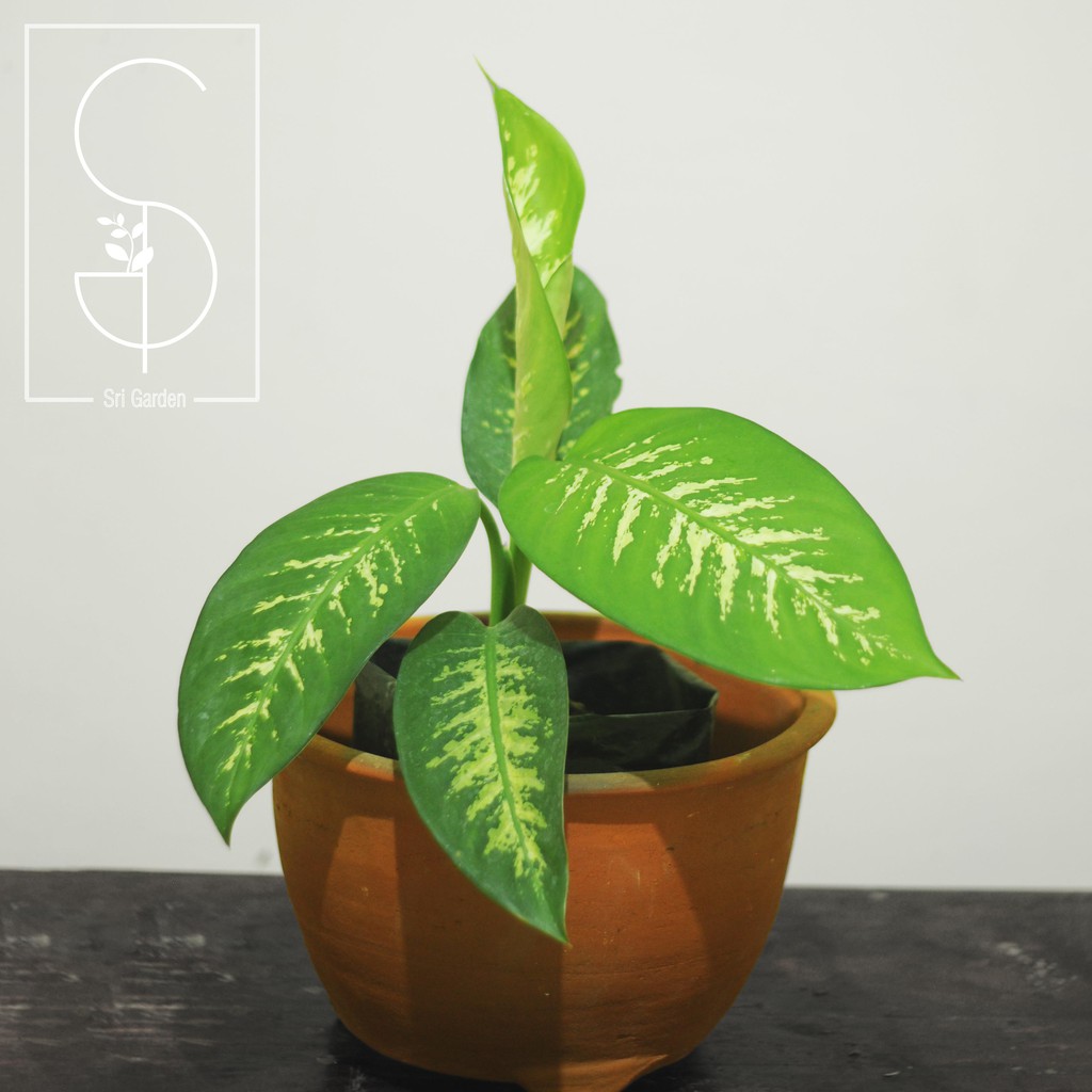 Tanaman Hias Dieffenbacia Seguine / bowmanni / zebra - Sri rejeki/Beras Wutah
