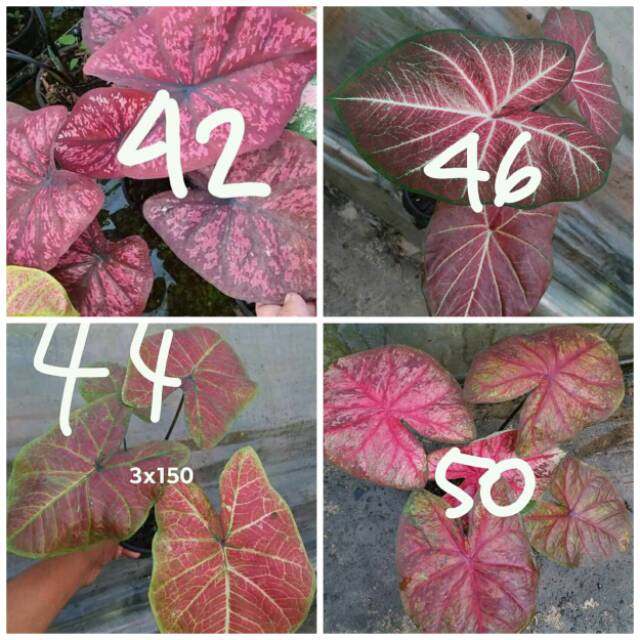 Pre Order Umbi Caladium Import Thailand Shopee Indonesia