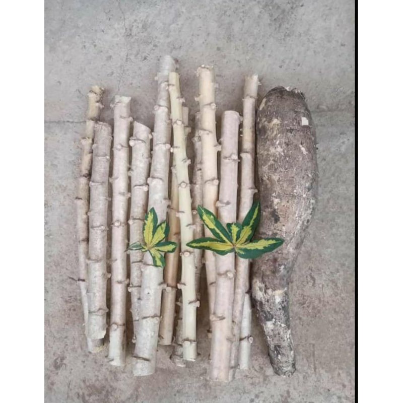 singkong varigata 1 batang / perbatang singkong varigata