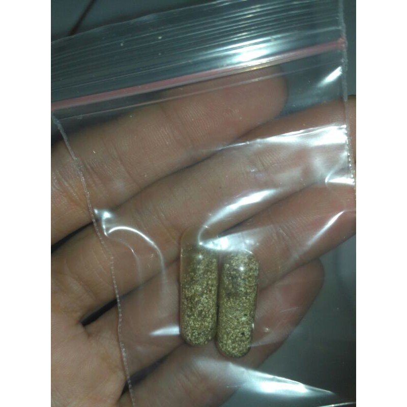 Telur kutu air moina MACROCOPA /kutir/