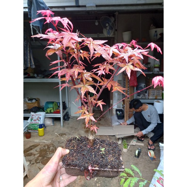 bonsai red maple import