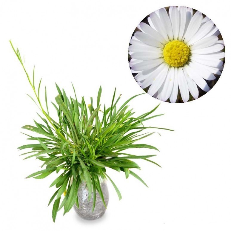 Tanaman Bunga Aster Putih