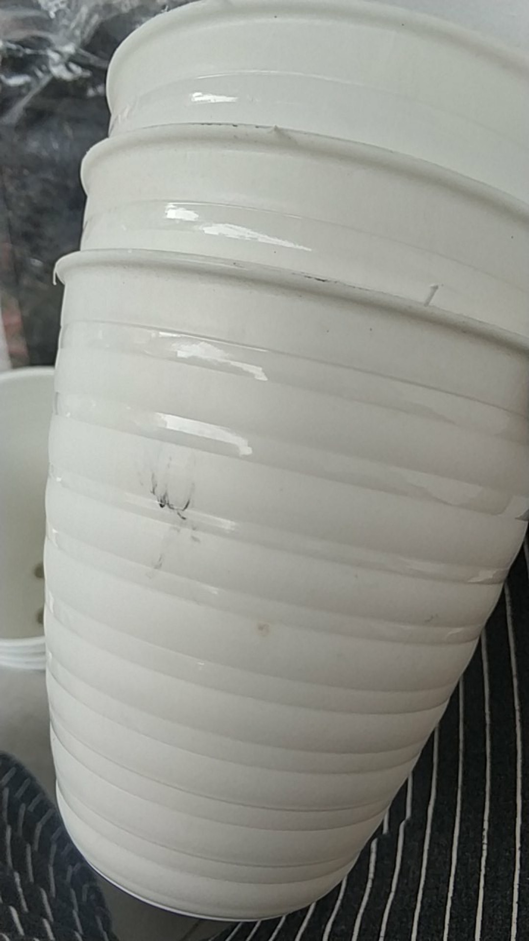 Pot Bunga Tanaman Pirus Madu Tinggi 12 Putih