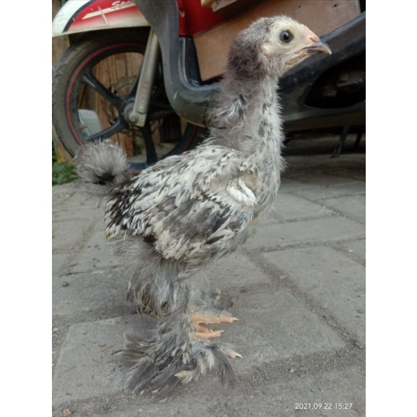 4 ekor / 2 pasang Anakan Ayam Hias Brahma / Usia 1 bulan