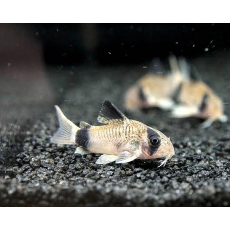 corydoras panda