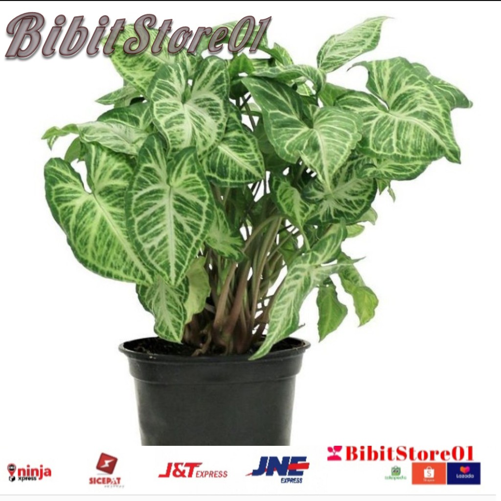 

Syongonium segar termurah