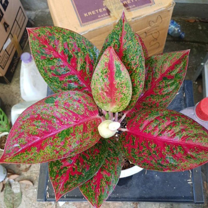 Aglonema Red Stardust Indukan warna cakepp Real Pict.